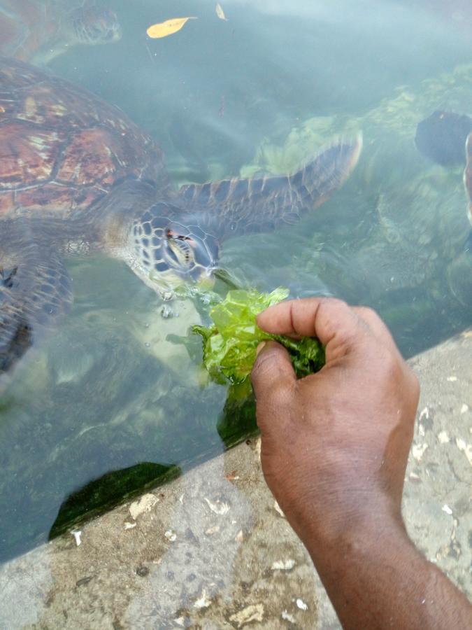 Dodoki Beach B&B نونغوي المظهر الخارجي الصورة